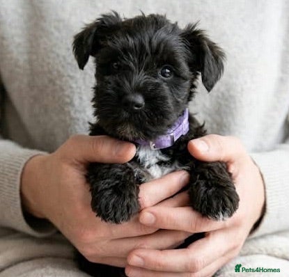 Miniature Schnauzer dogs UPDATED Black Mini Schnauzer Litter  - Advert 2