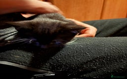 Domestic Shorthair cats for sale: Kitten  - Image 3