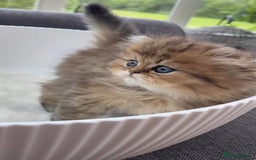 Persian cats for sale: Pure chinchilla Persians!!  - Image 4