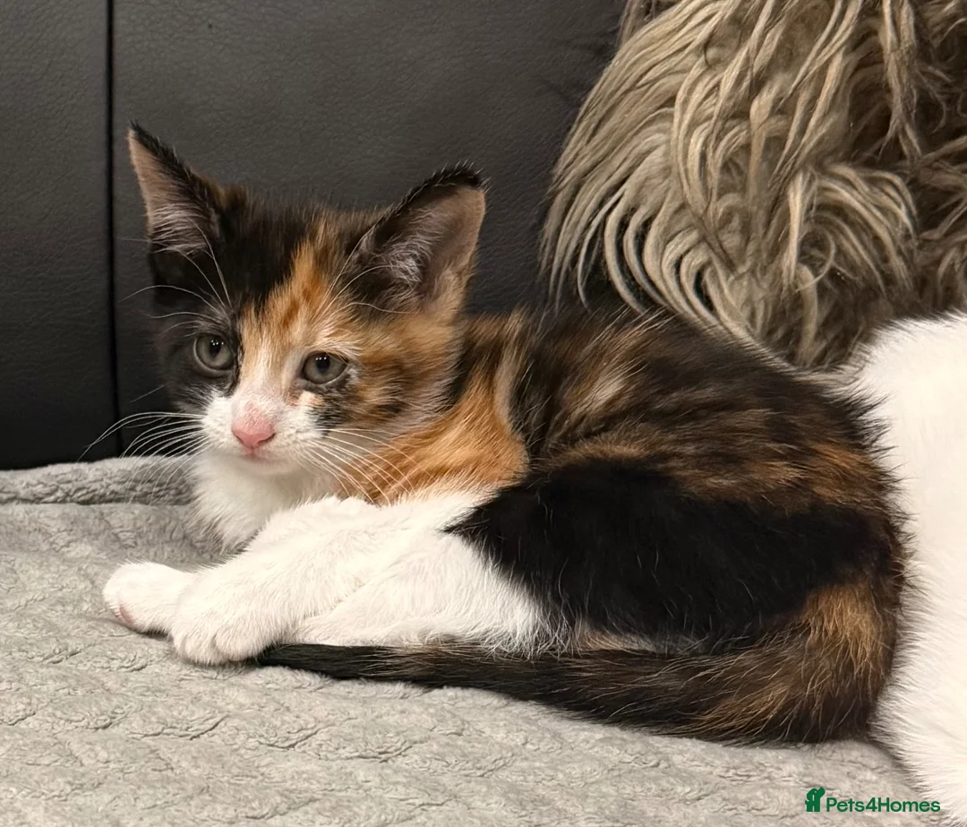 Mixed Breed cats for sale: 4 bundles of joy ready now - Advert 6