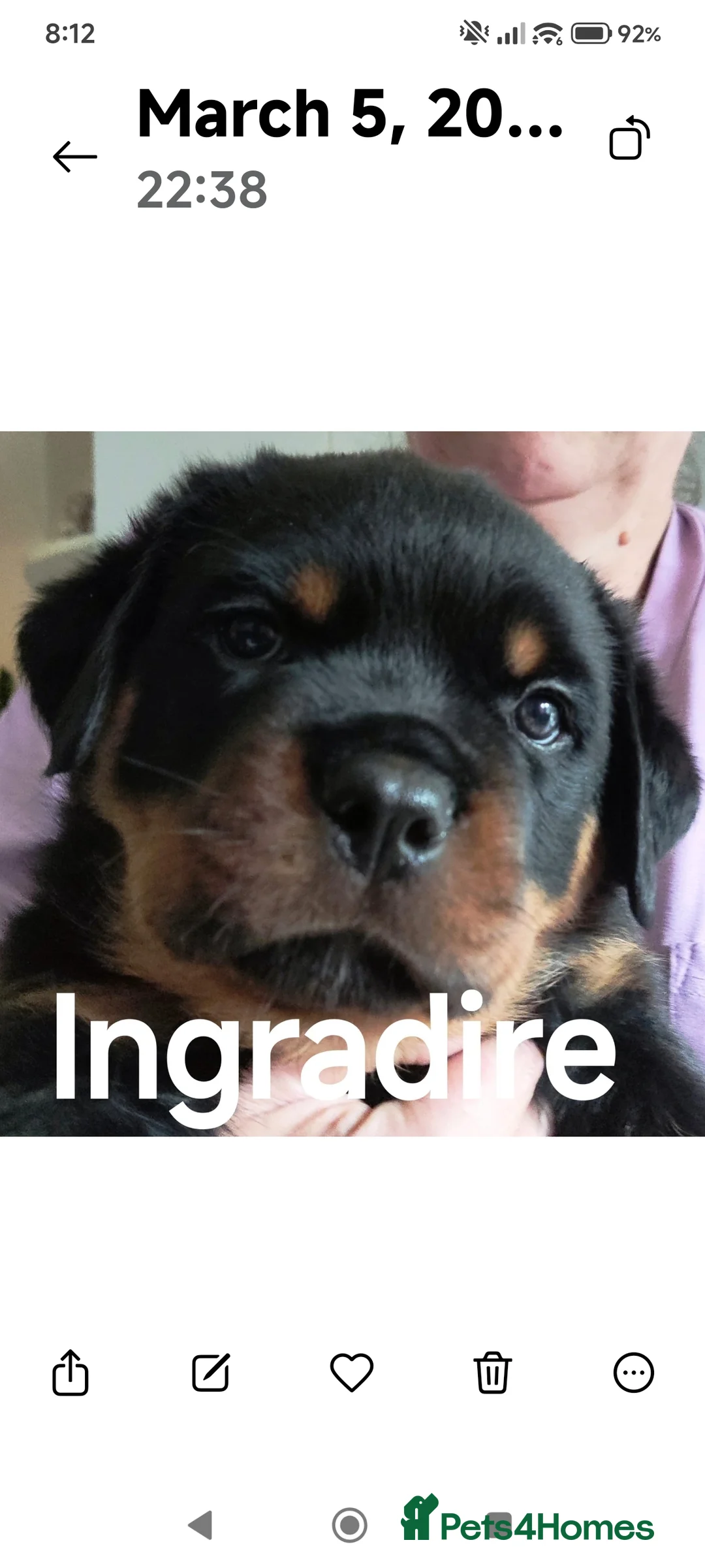 Rottweiler dogs for sale: KC registered rottweiler puppies - Advert 8
