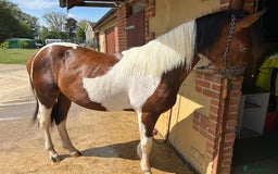 Hanoverian horses for sale: Skewbald filly  - Image 2