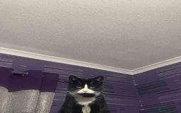 British Shorthair cats for sale: 9 month old female  - Advert 2