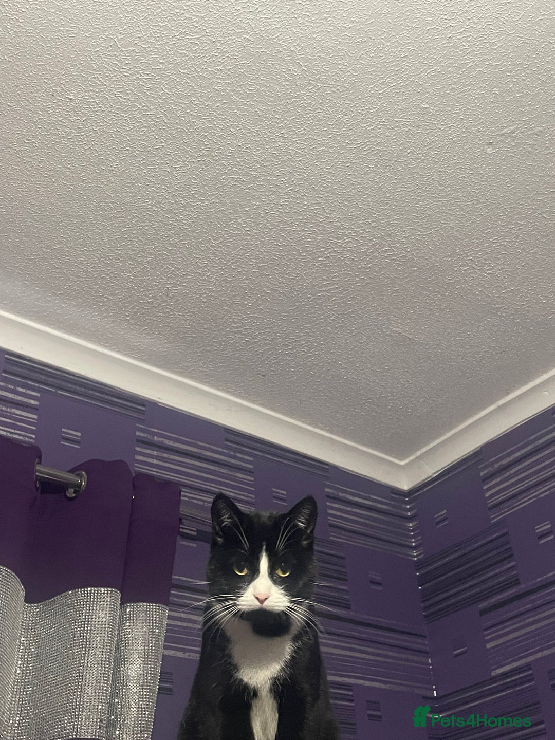 British Shorthair cats for sale: 9 month old female  - Advert 2