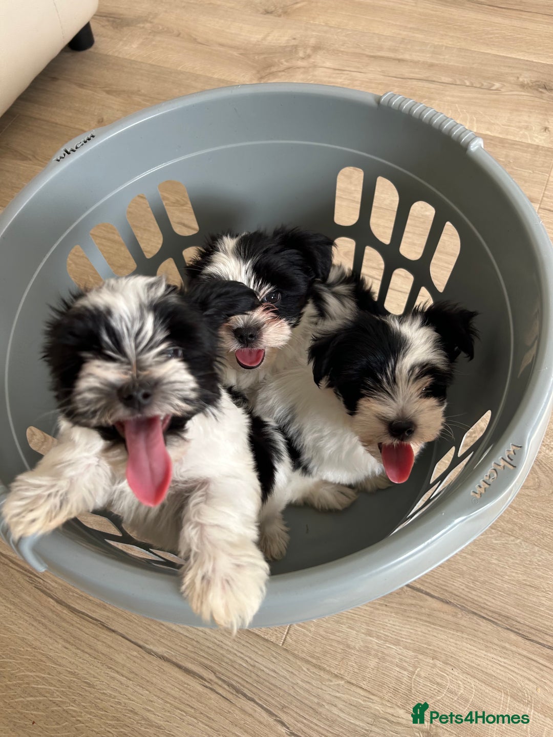 Biewer Terrier dogs for sale: ✨ Beautiful Biewer x Biro Terrier Puppies✨   - Image 18