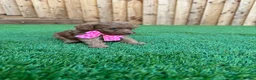 Cockapoo dogs for sale: 🐾 Adorable F1BB Teddy bear toy cockapoos 🐾 - Advert 16