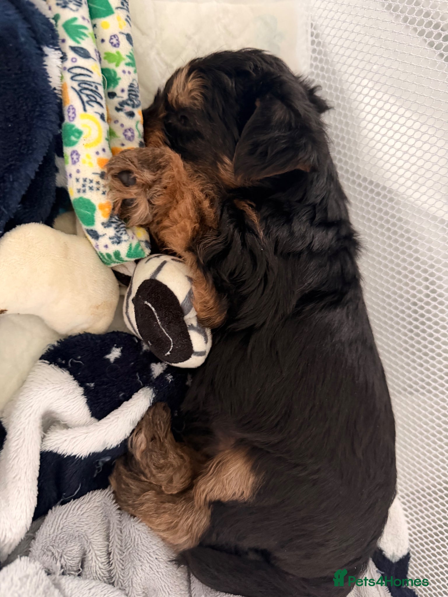 Yorkshire Terrier dogs 3 Girls & 3 Boys Looking for Loving Homes! 🐾 - Advert 1