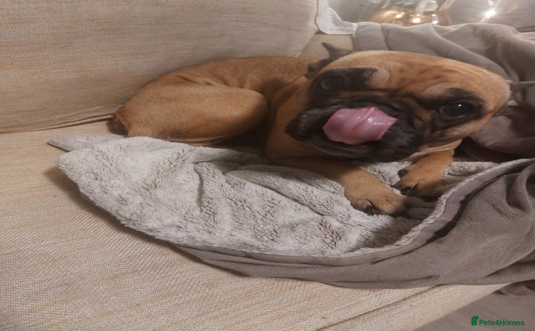 French Bulldog dogs Female French bulldog  - Advert 2