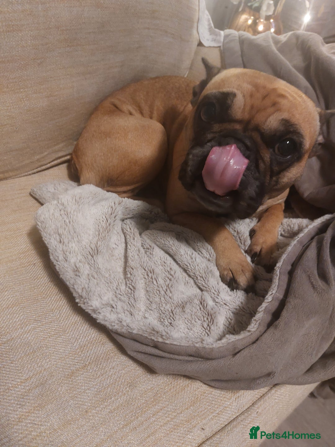 French Bulldog dogs for sale: Female French bulldog  - Advert 1