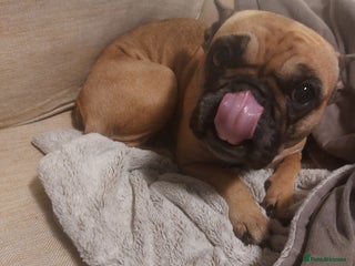 French Bulldog dogs Female French bulldog - Advert 1