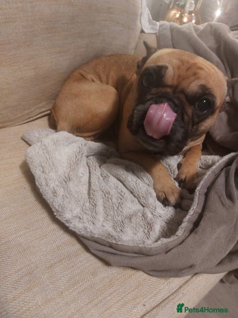 French Bulldog dogs Female French bulldog - Advert 2