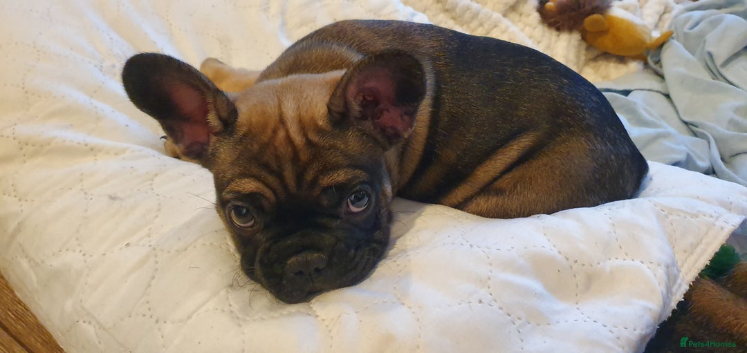 French Bulldog dogs for sale: 1 beautiful Chilled Male French Bulldog - Image 10