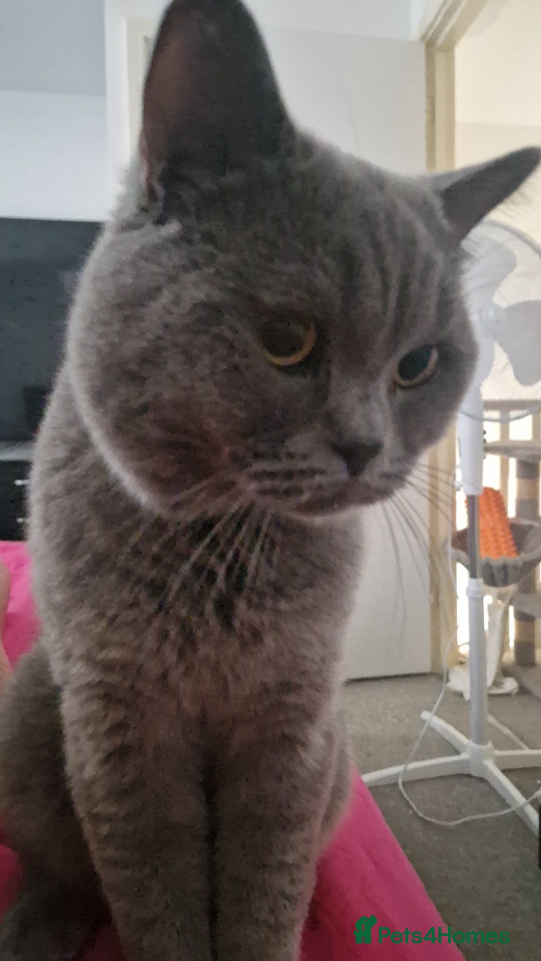 British Shorthair cats for sale: Beautiful British Shorthair Boy.. 😺 - Advert 2