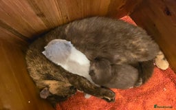 British Shorthair cats for sale: Stunning British Shorthair Kittens  - Image 17