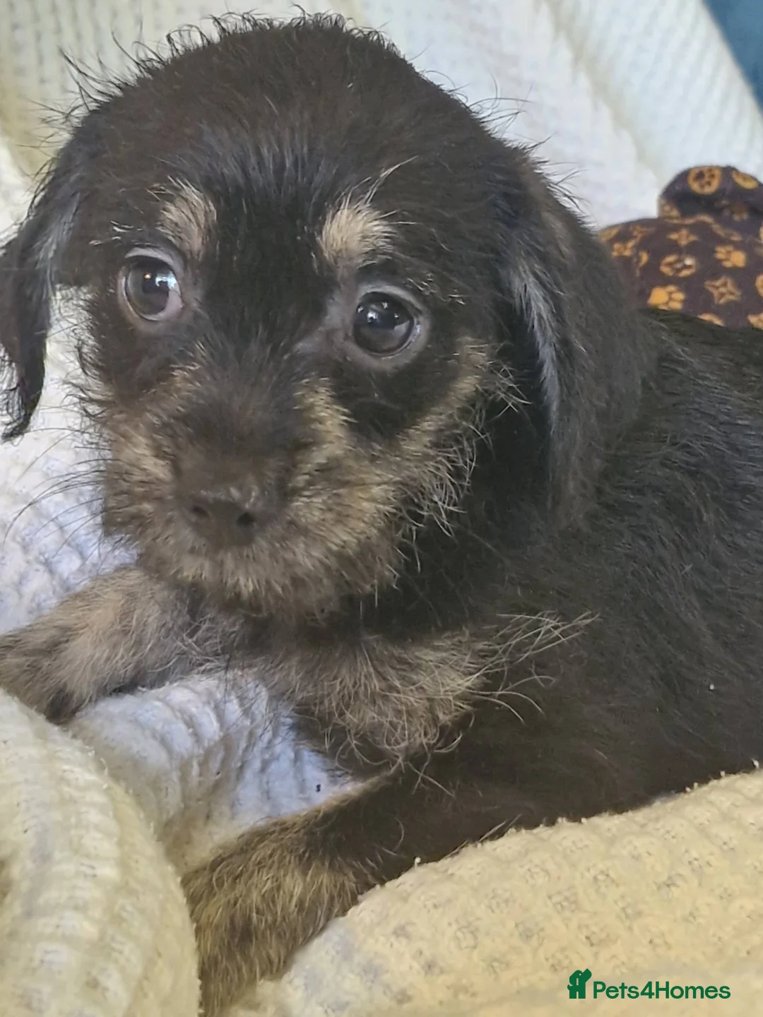 Mixed Breed dogs for sale: Chizer Puppies  in Huddersfield - Advert 2
