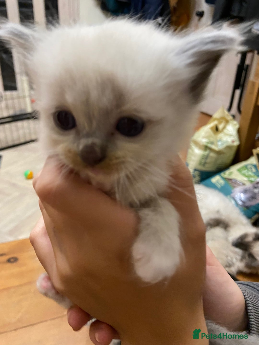 Ragdoll cats for sale: Beautiful Blue Point Ragdoll kittens - Image 10