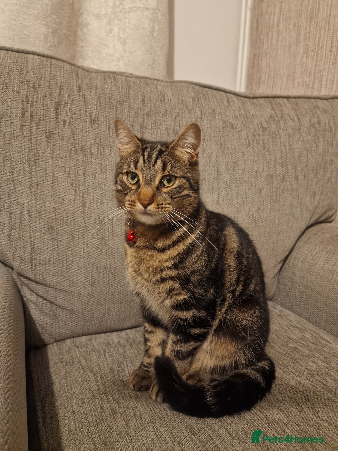 Mixed Breed cats for sale: Cat for rehoming - Advert 3