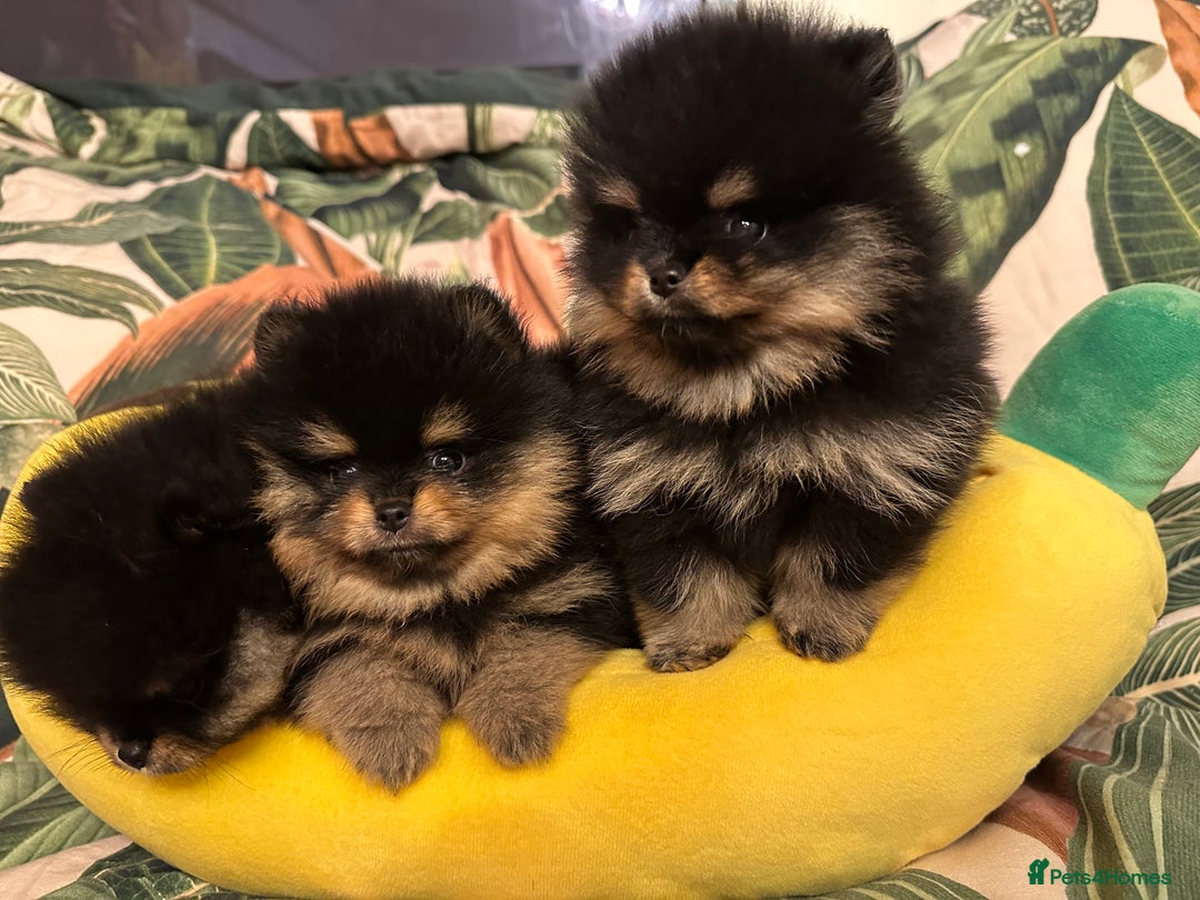 Pomeranian dogs for sale: 🏆The best you can get Russian Taiwan bloodlines - Image 8