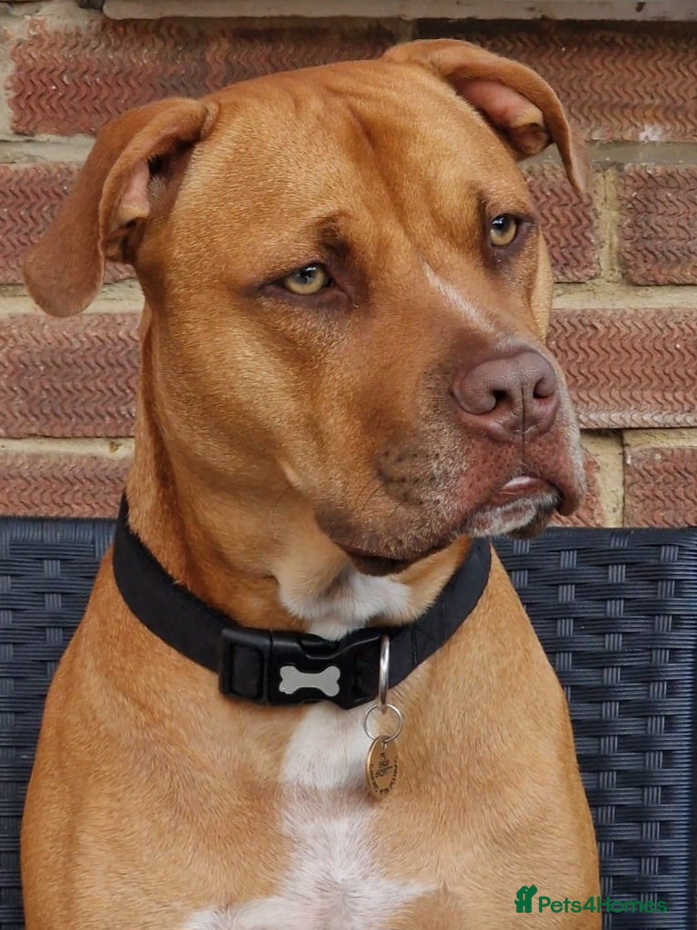 Mixed Breed dogs Staffordshire bull mastiff cross - Advert 1