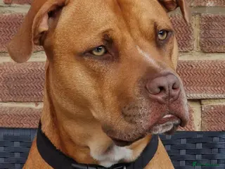 Mixed Breed dogs Staffordshire bull mastiff cross - Advert 7