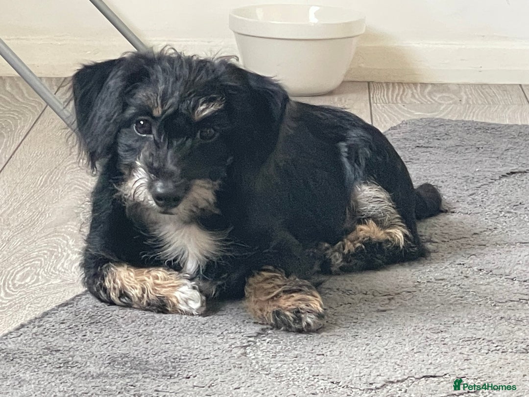 Jack Russell dogs for sale: Jack russle - Image 1