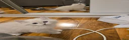 Siberian cats for sale: Siberian Neva Masquerad kitten - Advert 9