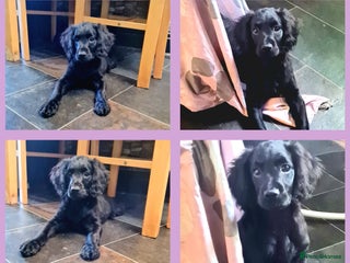 Cockapoo dogs 🩷Last little girl🩷All Essentials Included🐶 - Advert 4