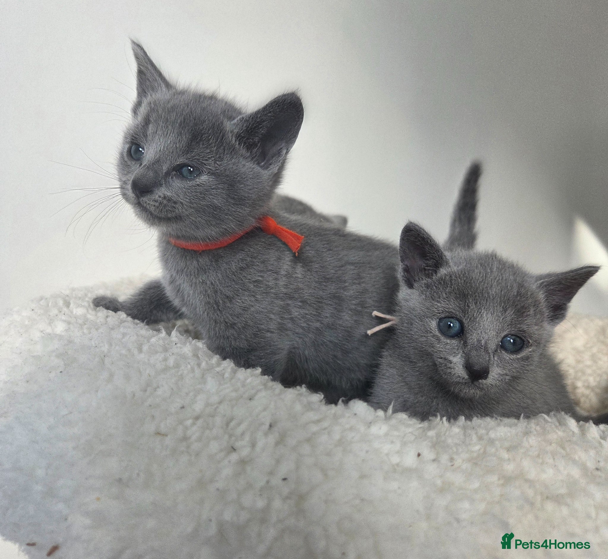 Russian Blue cats 💙  Russian Blue Kittens – Champion Line, TICA - Advert 17