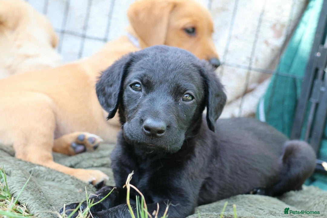 Labrador Retriever dogs for sale: Fox red & black Labrador puppies for sale  - Image 1