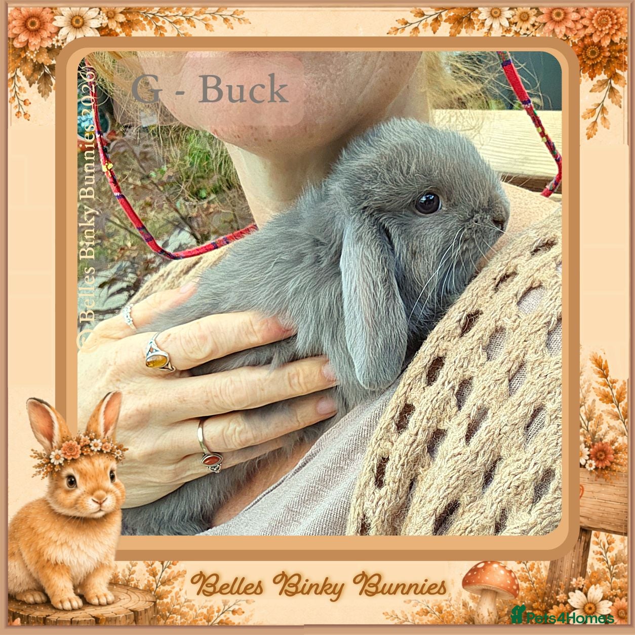 Mini Lop rabbits 🌻Beautiful Baby Mini Lops 🌻 Ready 11th Sep - Advert 1