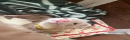 Ferret rodents for sale: One Jill panda left  - Advert 1