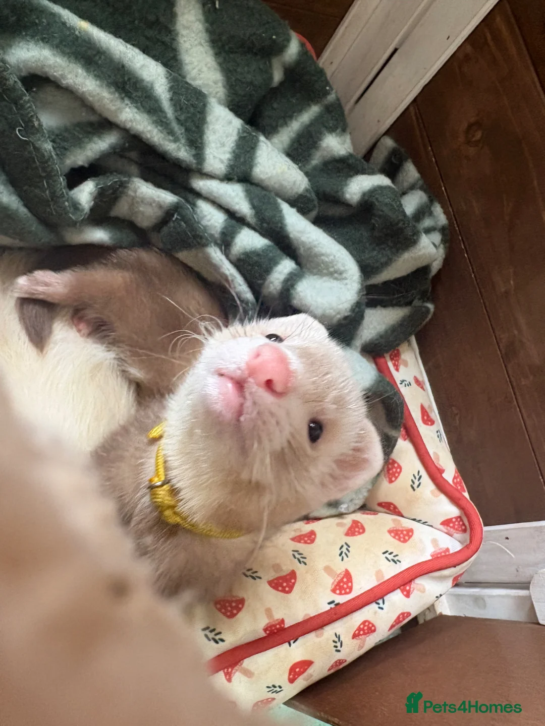 Ferret rodents for sale: One Jill panda left  - Advert 1