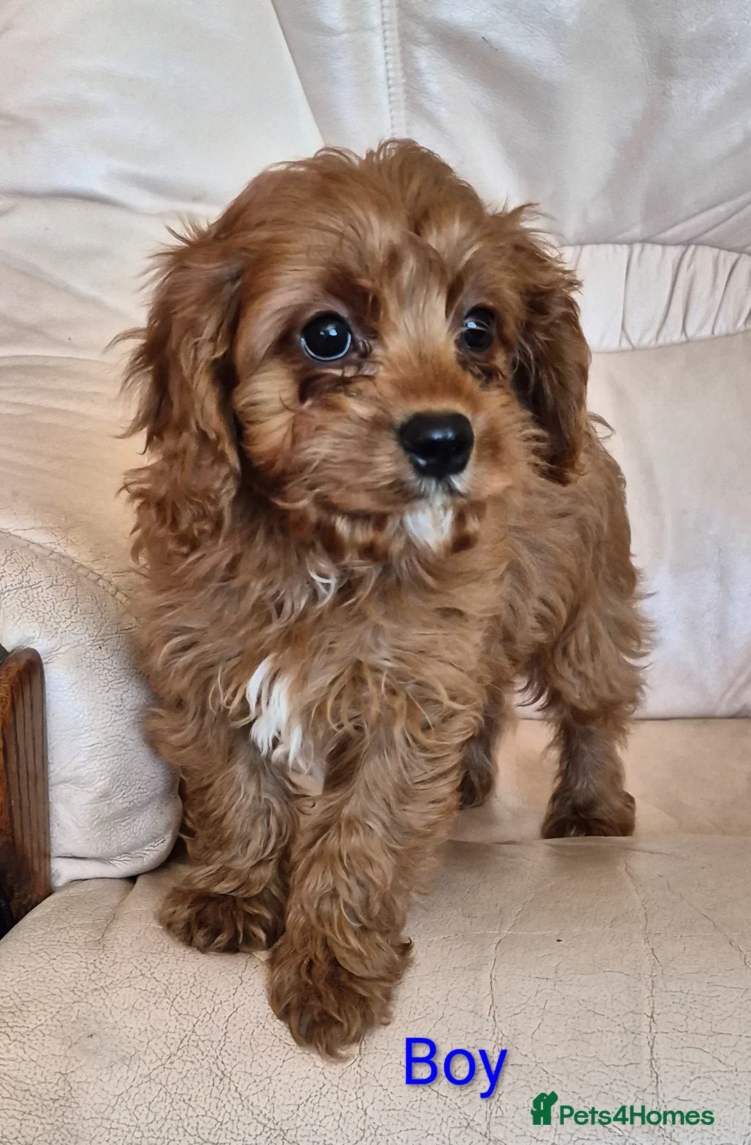 Cavapoo dogs for sale: Beautiful health checked Cavapoo Puppies  - Advert 7