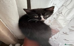 Mixed Breed cats for sale: Kittens - Image 4