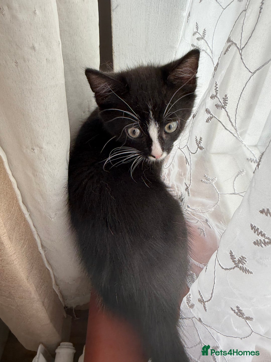 Mixed Breed cats for sale: Kittens - Image 4