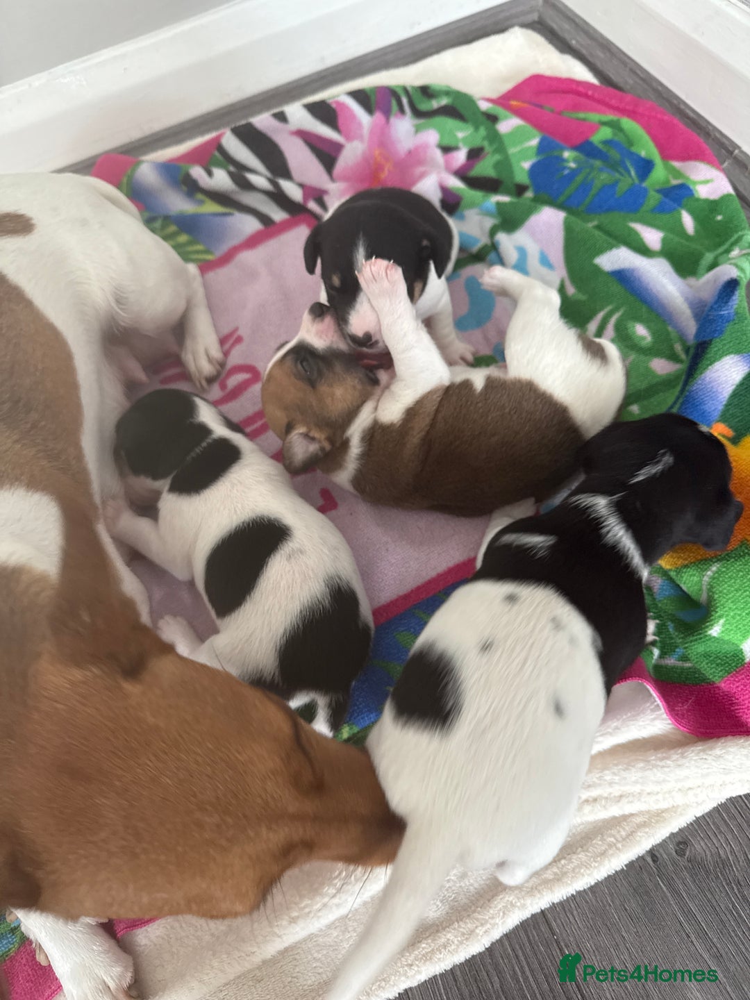 Jack Russell dogs for sale: 3 boys 1 girl - Image 5