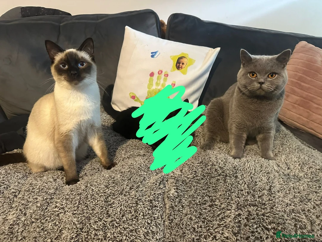 British Shorthair cats for sale: British shorthair x Ragdoll in Ilkeston - Advert 7