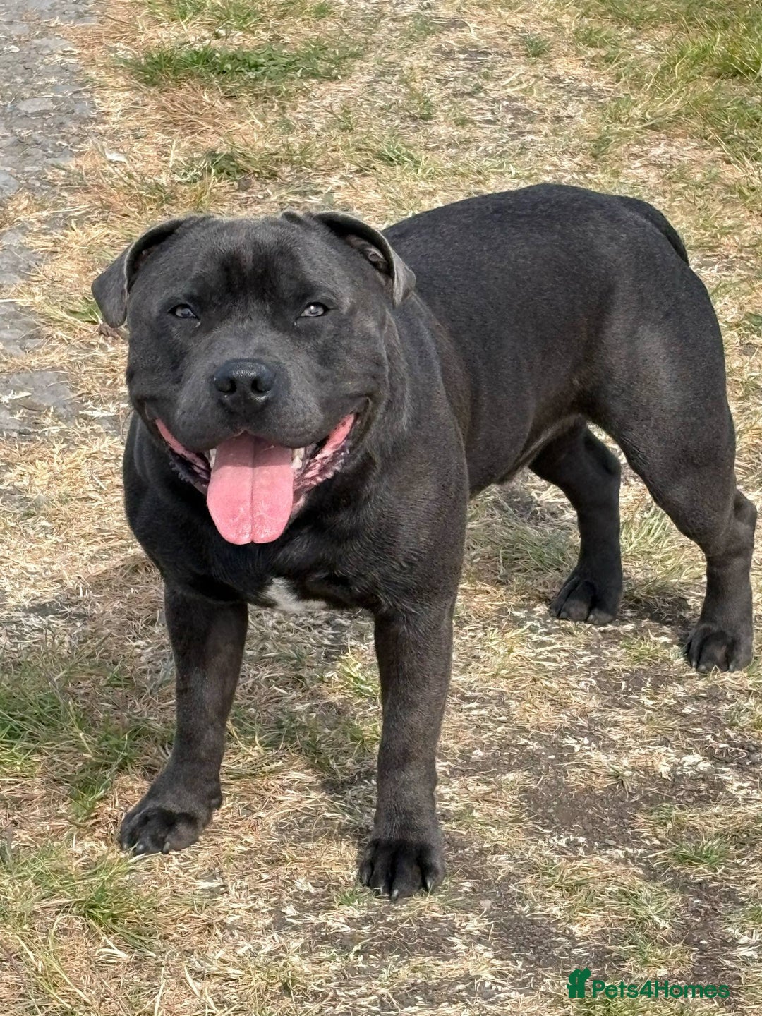 Staffordshire Bull Terrier dogs for stud: Blue Staffordshire Bull Terrier for stud - Image 2