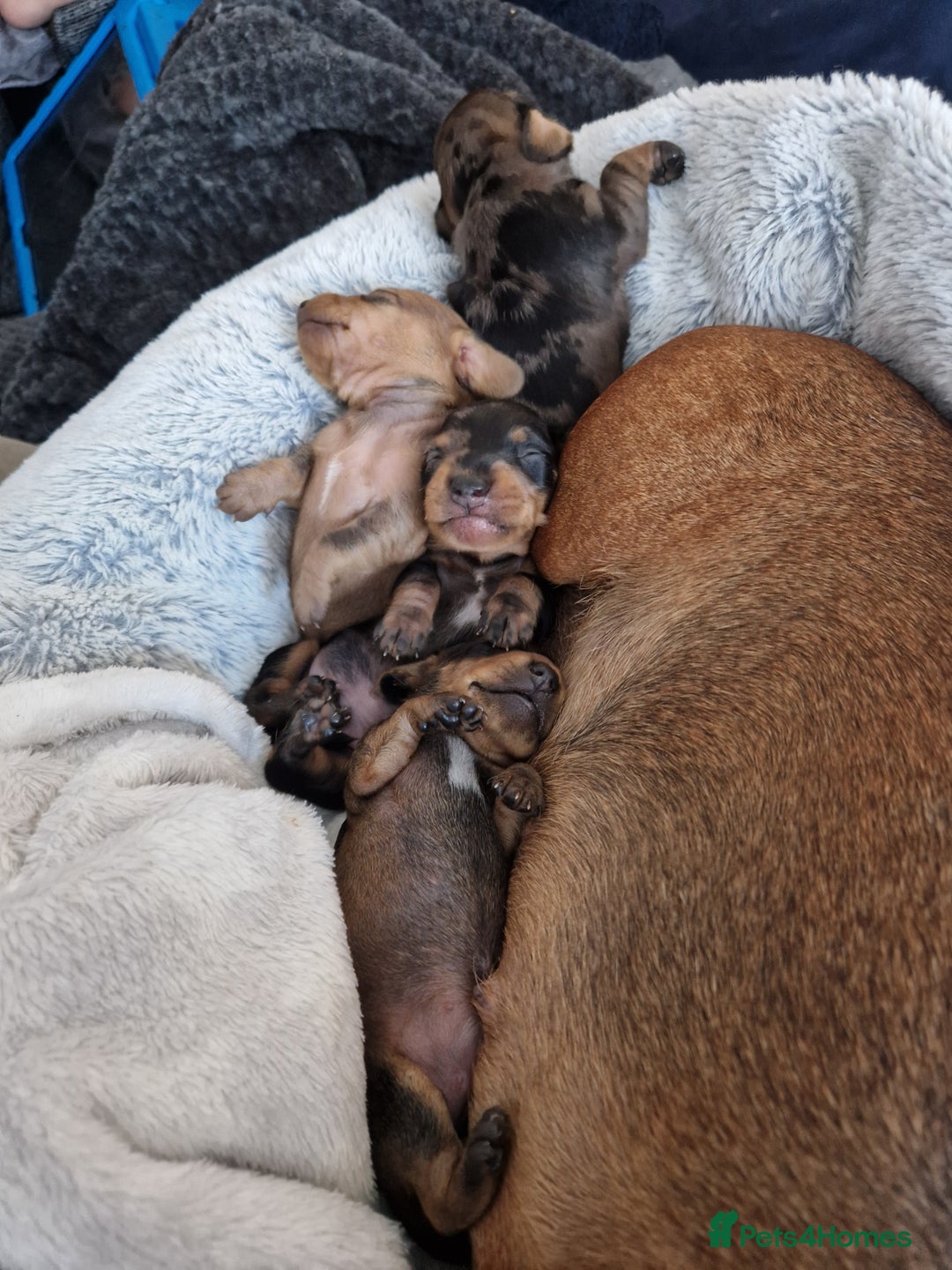 Miniature Dachshund dogs for sale: Miniature dachshund  - Image 3