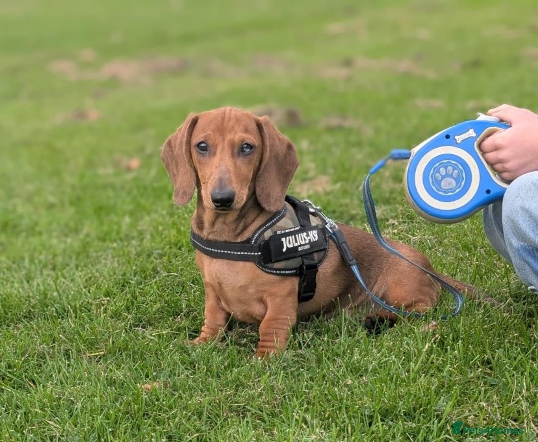 Dachshund dogs for sale: Champion Bloodline Standard Dachshund - Advert 1