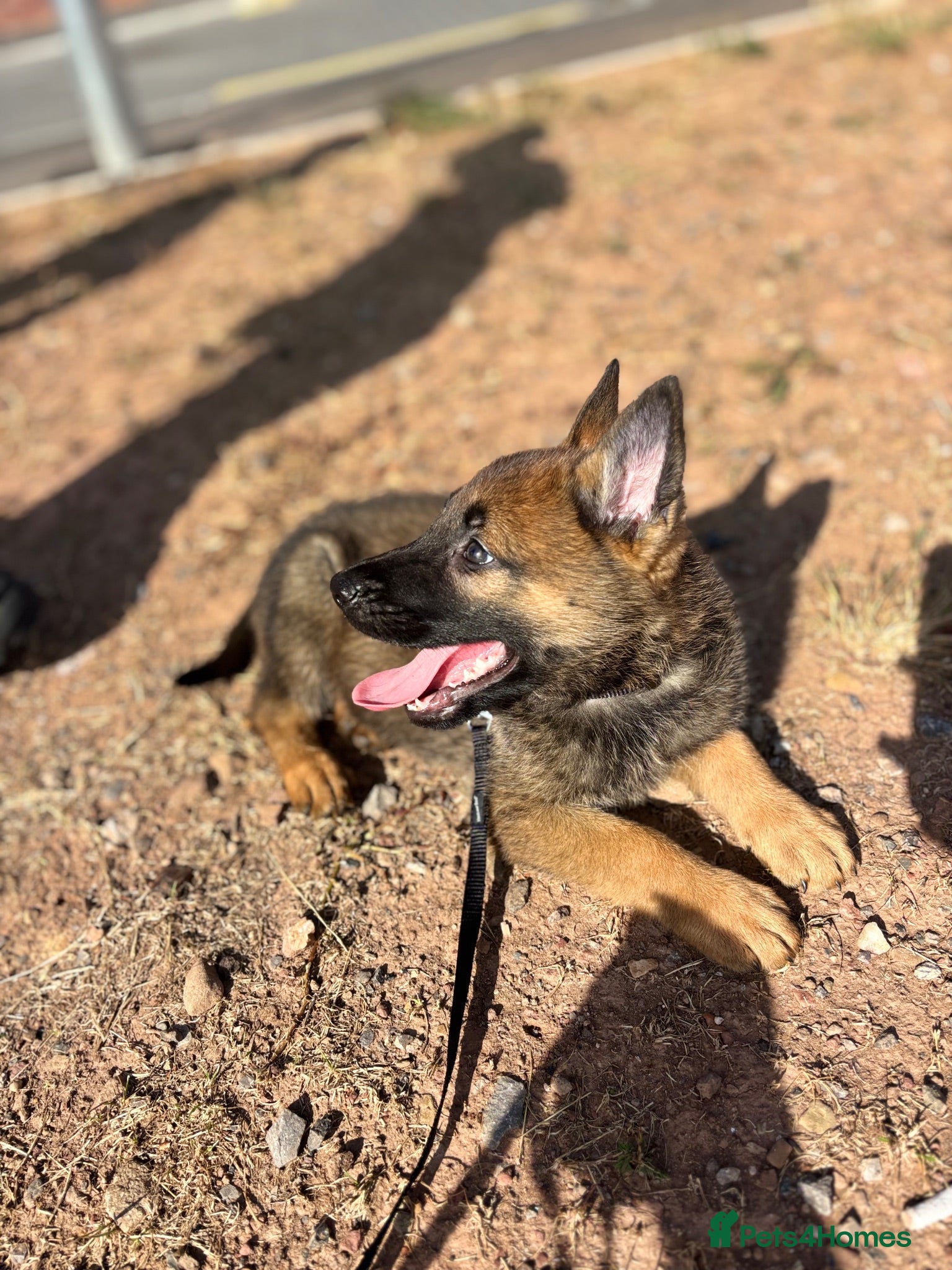 Mixed Breed dogs Beautiful German Shepard pups  - Advert 3