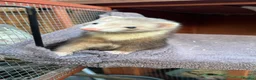 Ferret rodents for sale: 2 x ferrets and hutch food etc - Advert 11