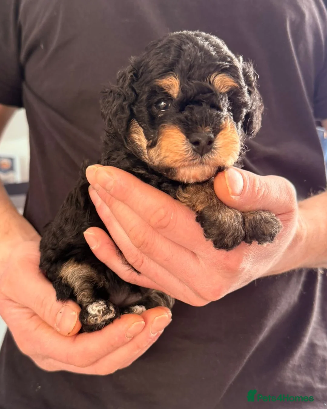 Toy Poodle dogs for sale: Beautiful Phantom Toy Poodle's!🧸😍 KC registered - Advert 5