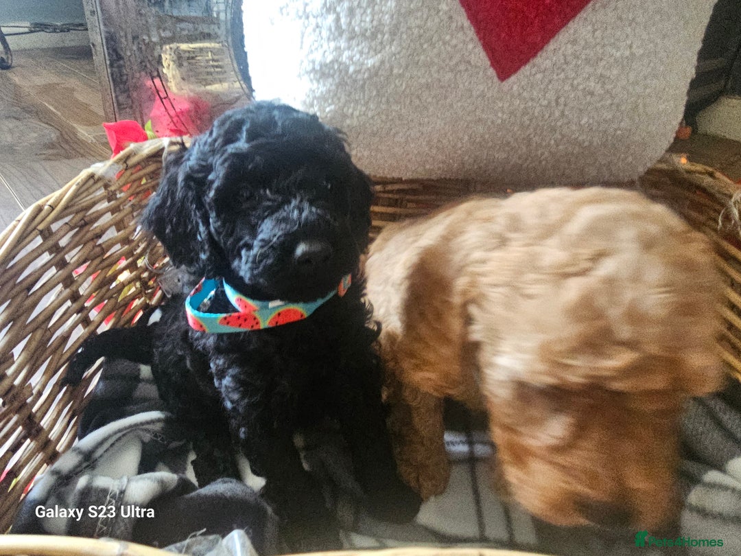 Miniature Poodle dogs for sale: Kc reg outstanding miniature Poodles in Stourbridge - Image 16