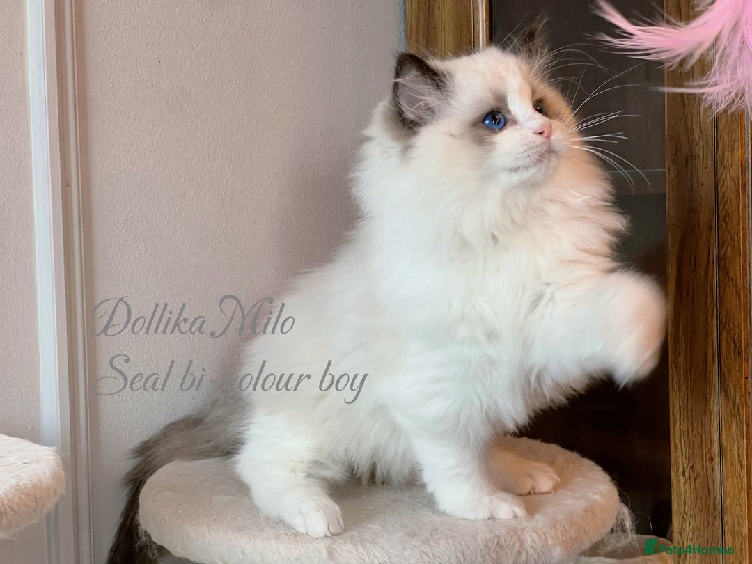 Ragdoll cats for sale: TICA Reg. Championship bloodline Ragdoll Kittens - Image 9