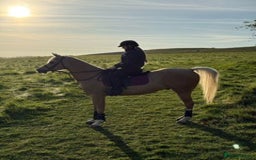 Arabian horse horses for sale: Superb Part Bred Arab  - Image 7
