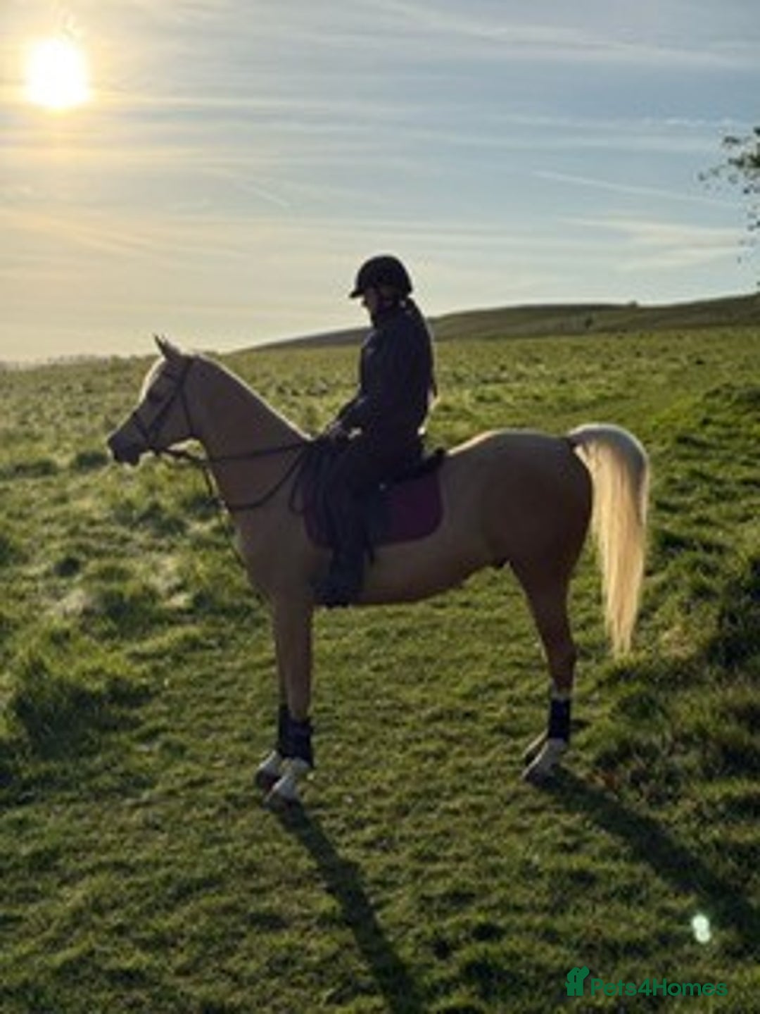 Arabian horse horses for sale: Superb Part Bred Arab  - Image 7