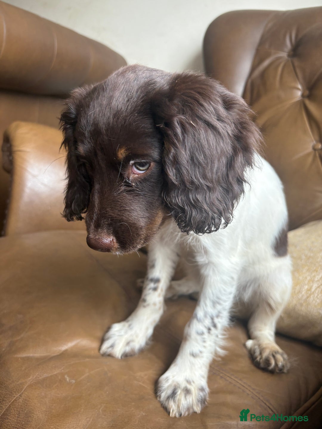 Sprocker dogs for sale: 3 beautiful sprocker pups left - Image 11