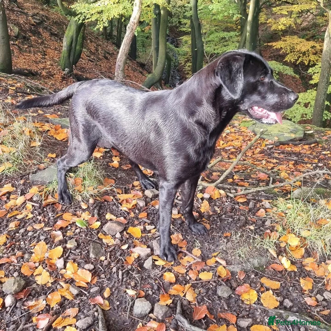 Labrador Retriever dogs for sale: Labeador pups - Advert 2