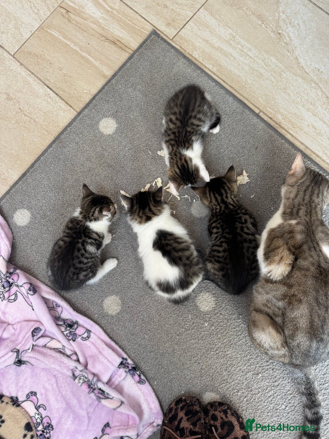 Mixed Breed cats for sale: Bengal cross kittens  - Advert 4